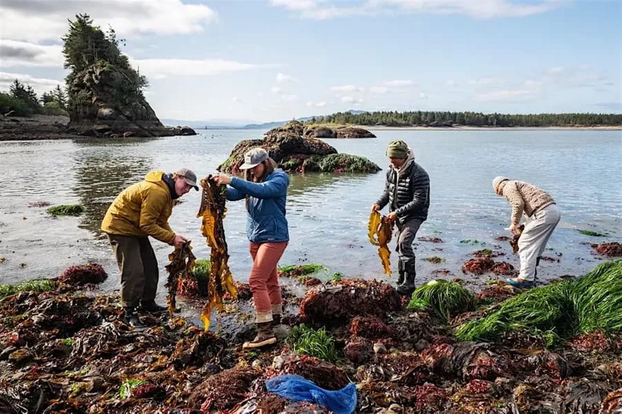 Foraging for delicios sea weed along the oregon coast
