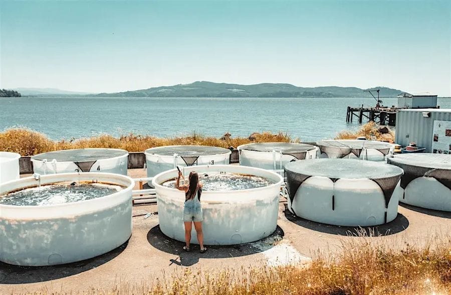 Large vats placed in full sunshine with fresh sea water for growing edible sea weed