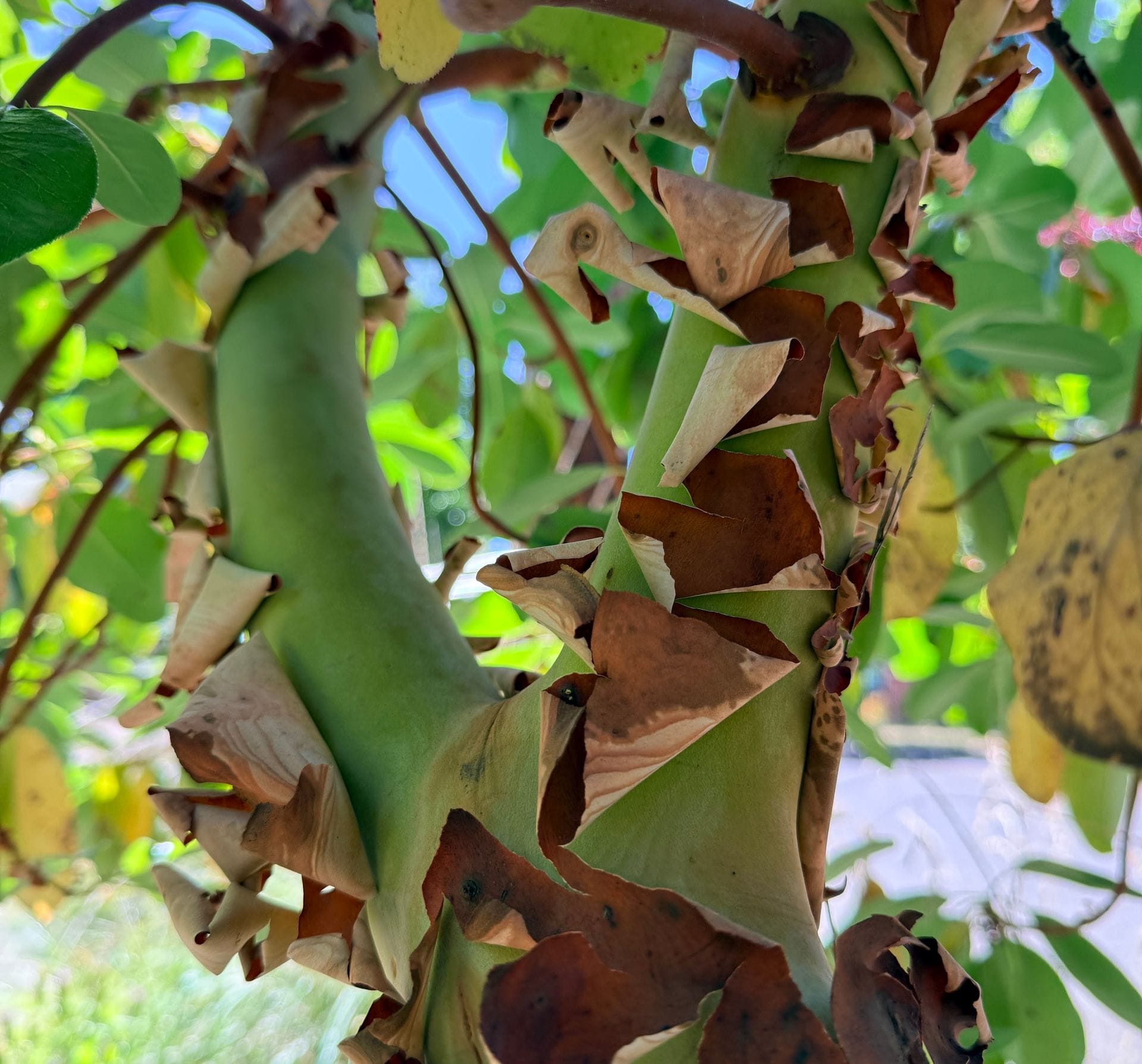 Closeup view of madrone's peeling bark