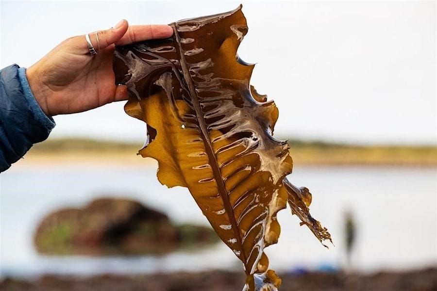 Sea weed held aloft as an example of a renewable, edible super food