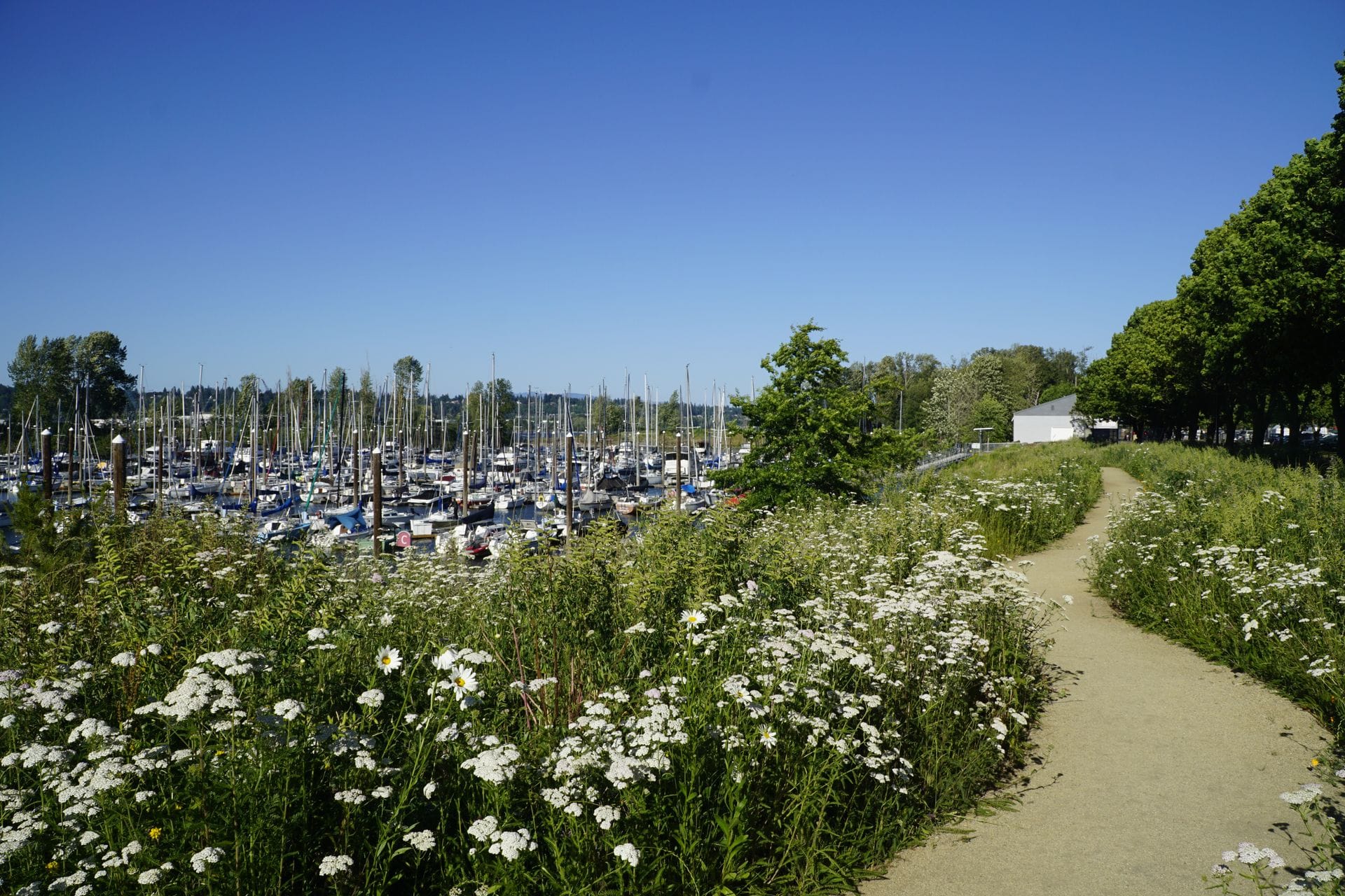 Flower field in arboretum at Tomahawk Bay